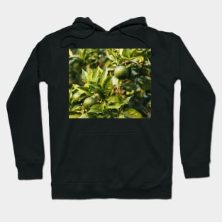 Orange tree Hoodie